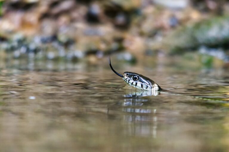 Dreaming of Snakes in Water