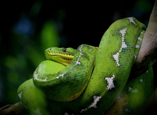 Green Snake in Dream