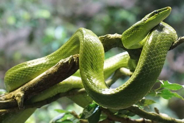 green snake in dream