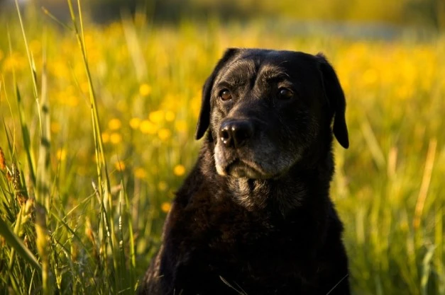 Black Dog Dream