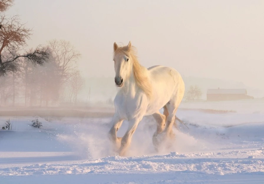 Horse Dream meaning