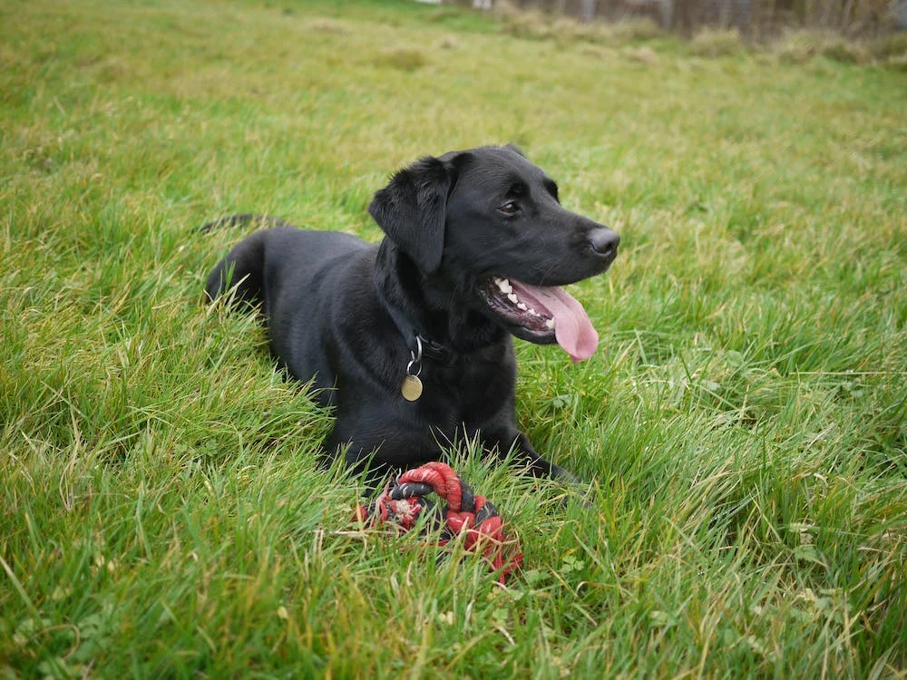 black dog dream meaning