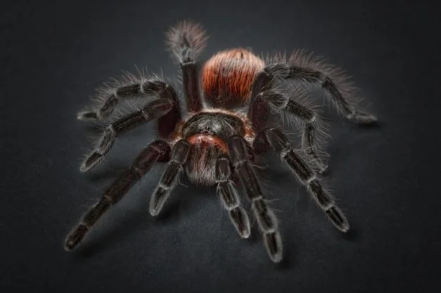 Spiritual Meaning of Spiders in Dreams