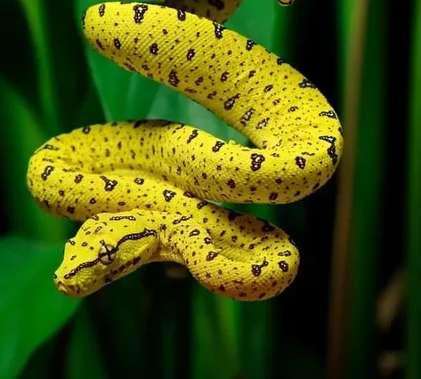 dream of yellow snake