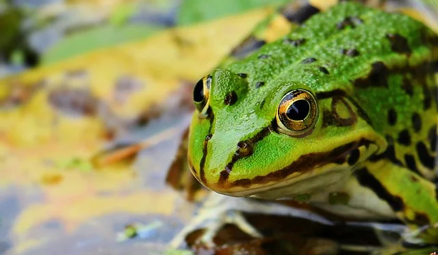 Frog Dream Meaning