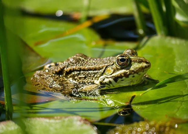 frog dream meaning