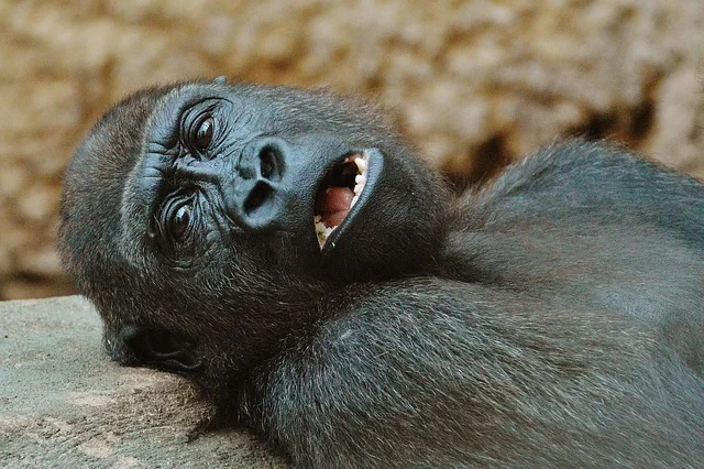 Gorilla in Dream